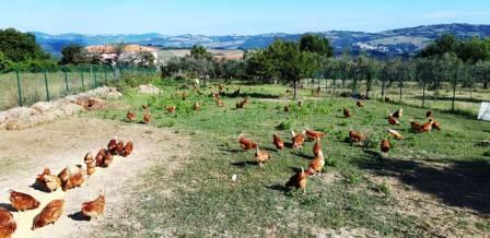 Galline_all'aperto