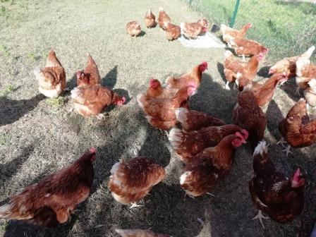 Galline